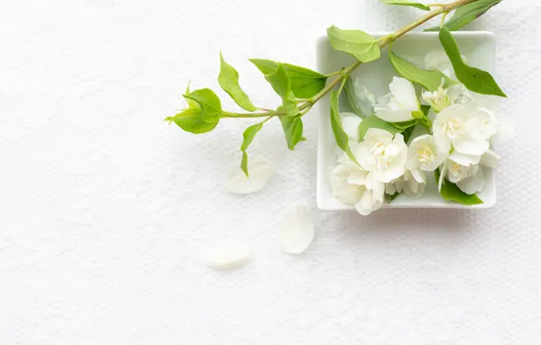 Flowers, leaves, twigs, Jasmine