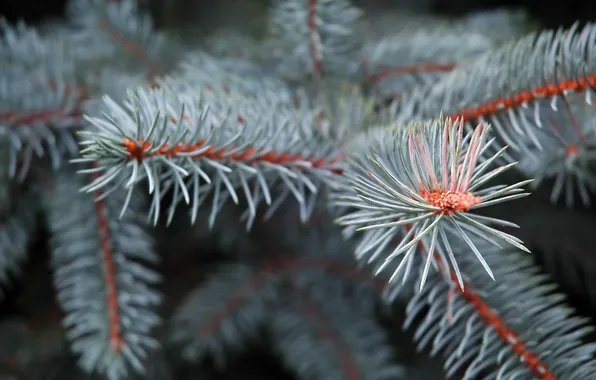 Picture macro, needles, photo, a sprig of Holly, blue spruce