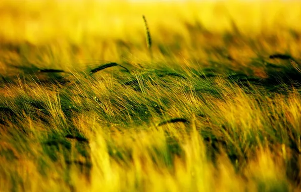 Picture grass, nature, spikelets, plants. prole