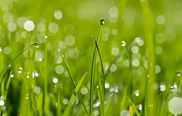 Greens, grass, drops, Rosa, glare, bokeh