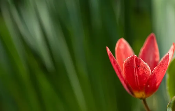 Grass, flowers, background, tulips