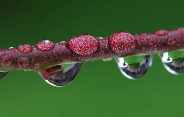 Picture drops, reflection, rain, branch