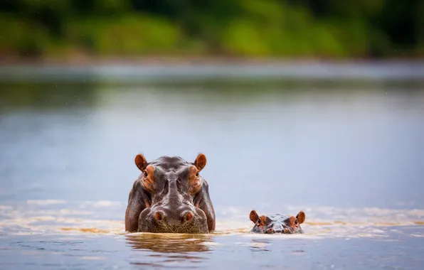 Picture river, child, Hippo, wildlife, direct look
