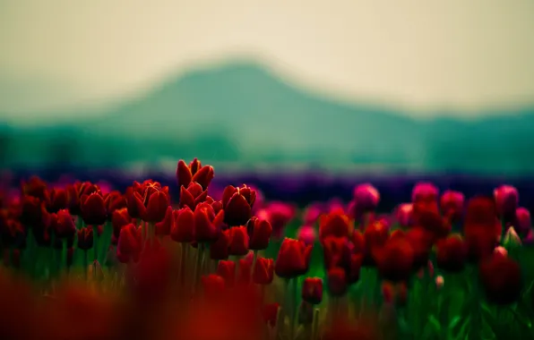 Picture beauty, focus, petals, tulips, red, flowers, widescreen Wallpaper, flowers