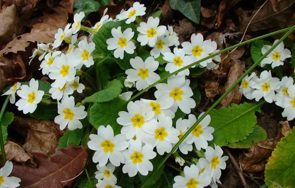 Wallpaper, flower, spring