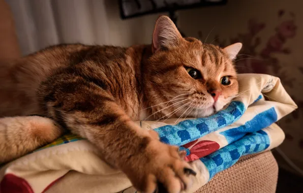 Cat, eyes, cat, look, pose, comfort, house, background
