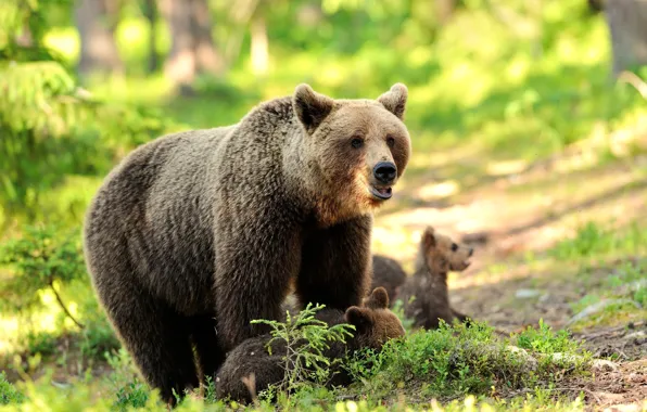 Greens, forest, bear, bear