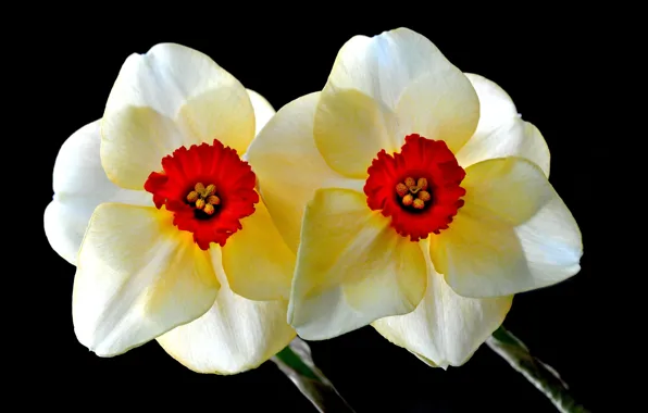 Picture macro, paint, petals, Narcissus