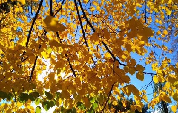 The sun, Tree, Autumn, Leaves, Blue, Yellow, Green