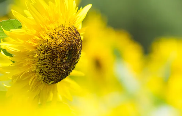 Nature, background, sunflower