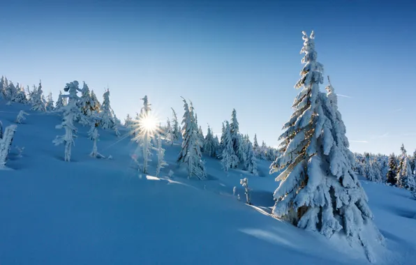 Winter, snow, trees, ate, Poland, the snow