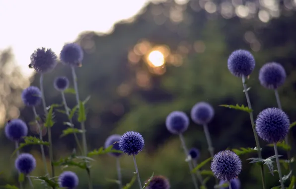 The sun, sunset, flowers, glare, the evening, Glade, blue, bokeh
