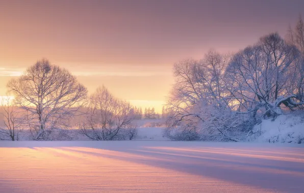 Winter, snow, trees, dawn, morning, frost, Roman Murashov