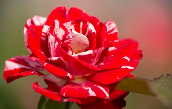 Macro, background, roses, petals
