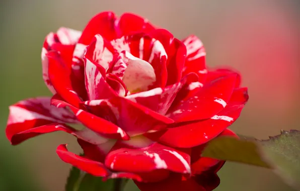 Picture macro, background, rose, petals