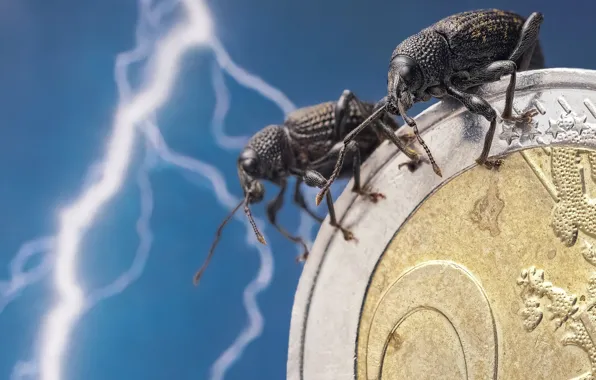 Macro, insects, lightning, bugs, Euro, a couple, coin, money