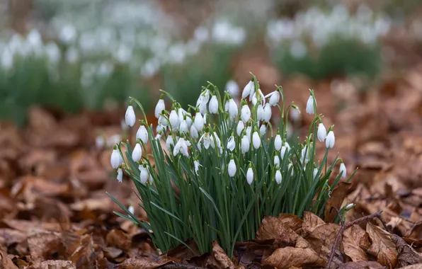 Flowers, glade, foliage, spring, snowdrops, white, bokeh, Bush
