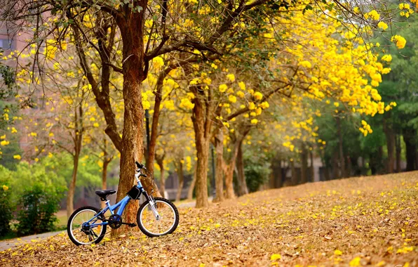 Picture trees, flowers, bike, spring, yellow