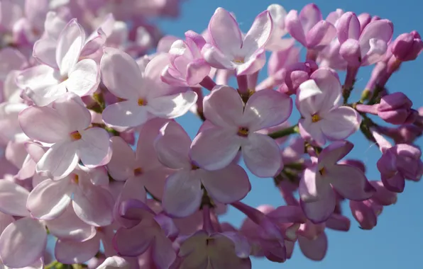 The sky, macro, joy, mood, beauty, branch, may, lilac