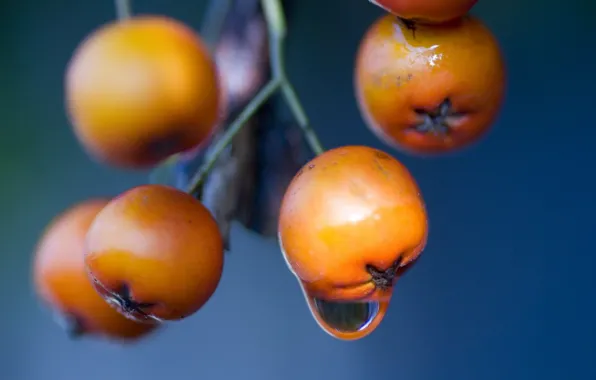 Picture macro, drop, Berries