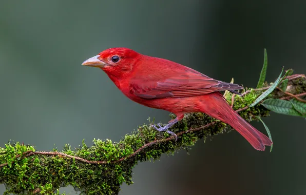 Picture background, bird, branch, Scarlet piranga