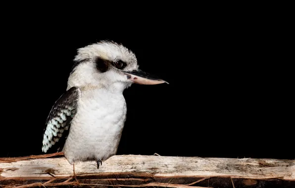 Profile of a laughing kookaburra | This is one of the birds … | Flickr