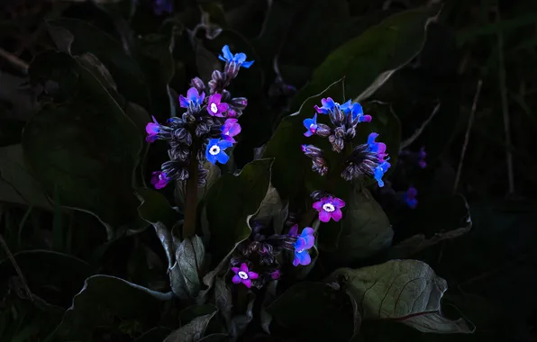 Leaves, background, the darkness, petals