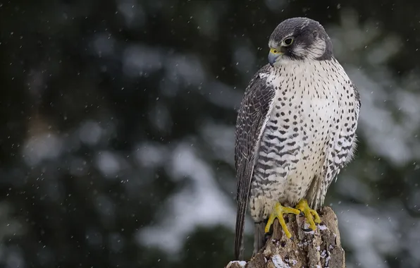 Nature, bird, Falcon