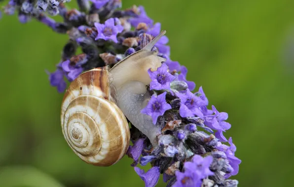 Macro, flowers, snail, lavender