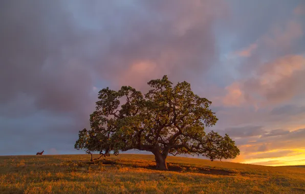 Field, autumn, grass, trees, sunset, the evening