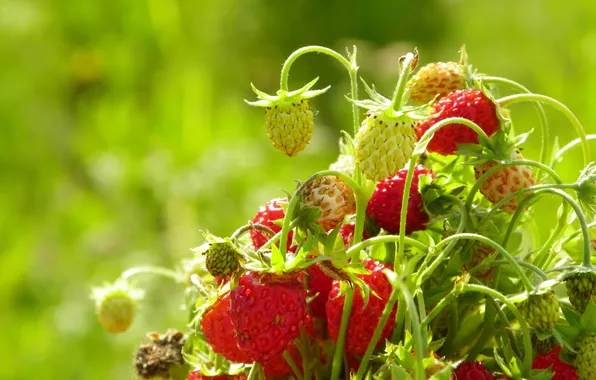 Picture bouquet, strawberries, aroma