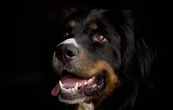 Language, look, face, portrait, dog, black background, looking up, Bernese mountain dog