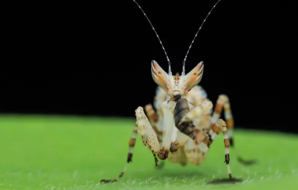 Macro, sheet, background, mantis, insect