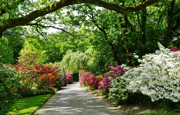 Greens, trees, flowers, Park, Germany, track, alley, the bushes