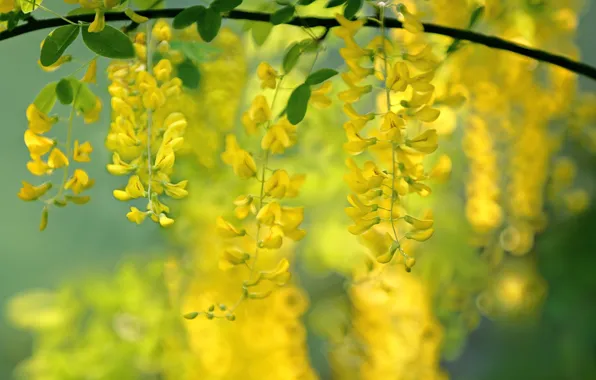 Yellow, bokeh, Wisteria