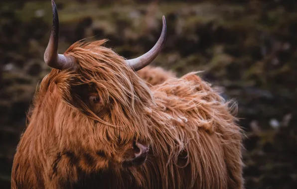 Tibet, Horns, Cow