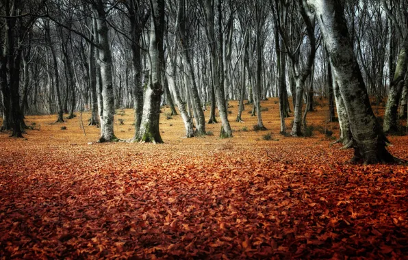 Picture autumn, forest, trees, Park