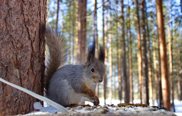 Winter, forest, animals, nature, protein, squirrel, feeder