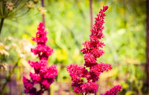 Summer, color, flowers, brightness