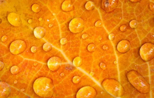 Picture leaves, drops, orange, Rosa, veins