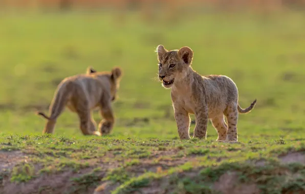 Picture glade, lion
