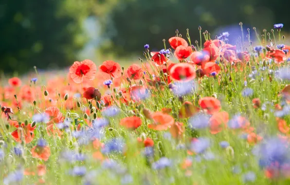 Field, summer, light, flowers, nature, blur, Maki, cornflowers