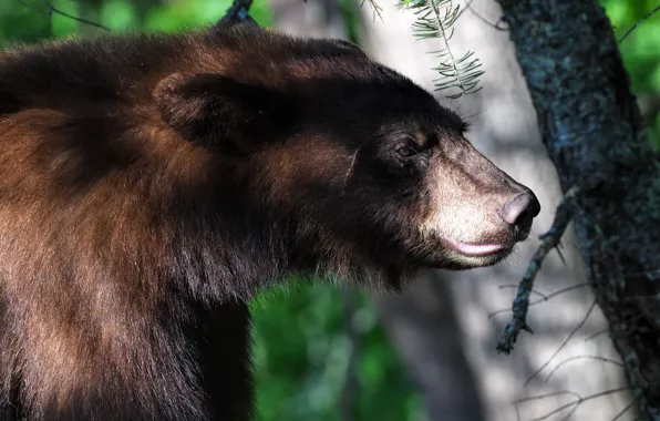 Picture forest, look, face, light, branches, background, portrait, bear