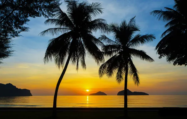 Sea, beach, summer, sunset, palm trees, shore, silhouette, summer