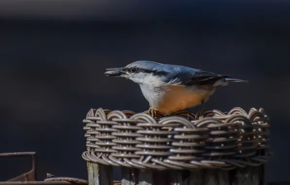 Autumn, birds, nuthatch, photohunt