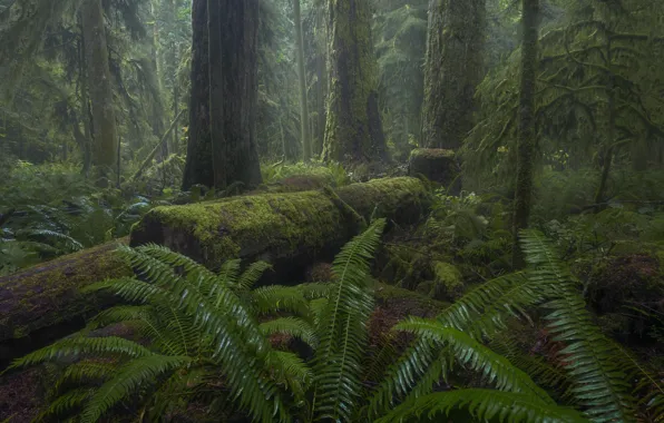 Forest, trees, nature, moss