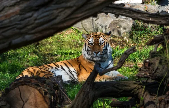 Picture look, branches, tiger, lies, snag, log
