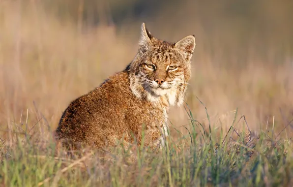 Grass, look, light, nature, pose, background, lynx, sitting