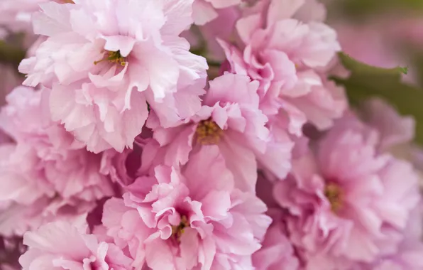 Macro, flowers, spring, petals, Sakura, pink, flowering, almonds