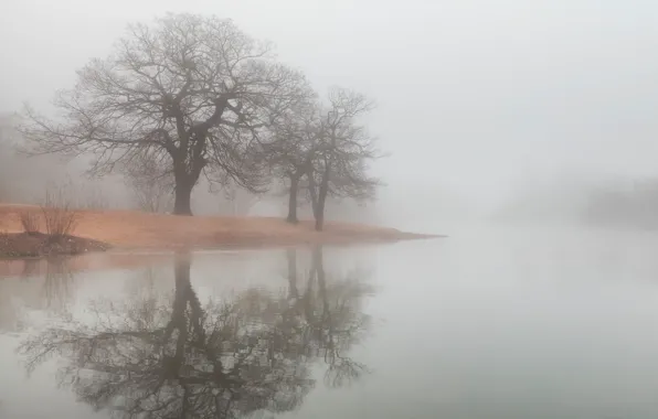 Picture water, trees, fog, lake, reflection, river, shore